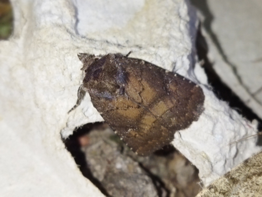 Rusina ferruginea - rozsdaszínű erdeibagoly