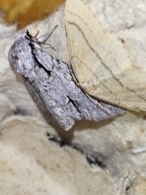 Acronicta psi - pszi-betűs szigonyosbagoly
