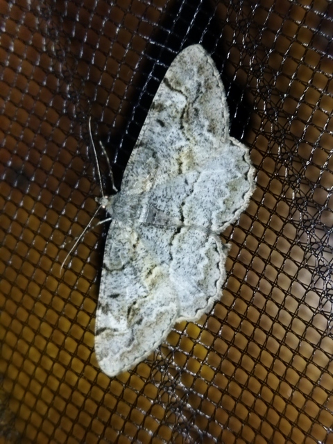 Alcis repandata - foltos faaraszoló