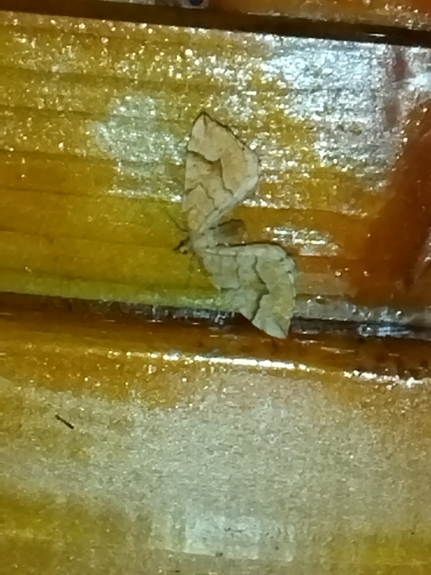 Eulithis mellinata - feketeribiszke-araszoló
