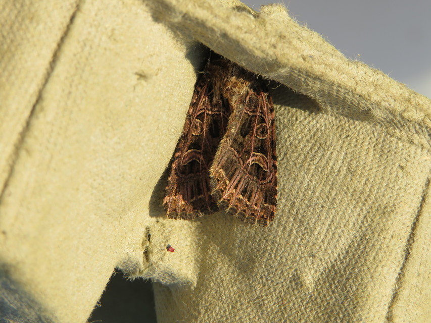 Heliophobus reticulata - fehéreres kertibagoly