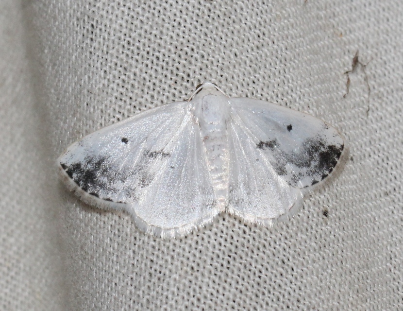 Lomographa temerata - foltos fehéraraszoló