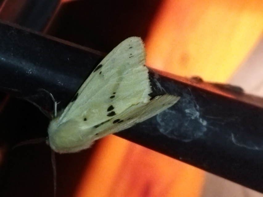 Spilarctia lutea - sárgás medvelepke