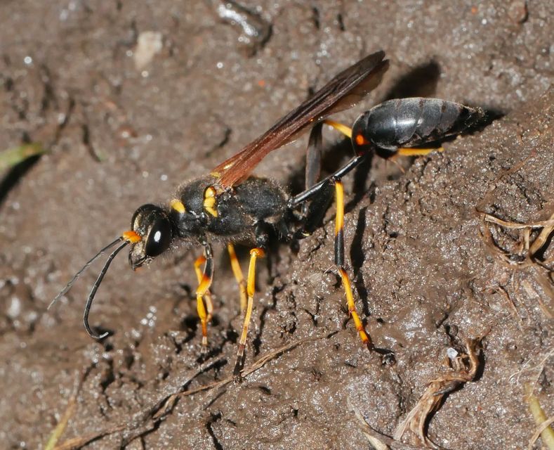 Sceliphron caementarium - feketenyelű lopódarázs