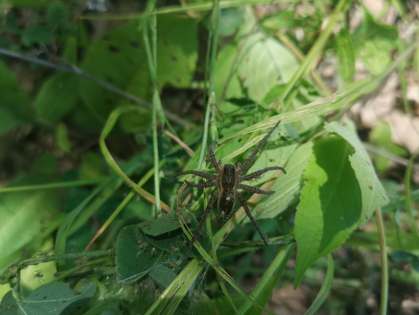 Pardosa