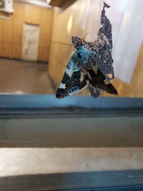 Acontia lucida - fehér nappalibagoly