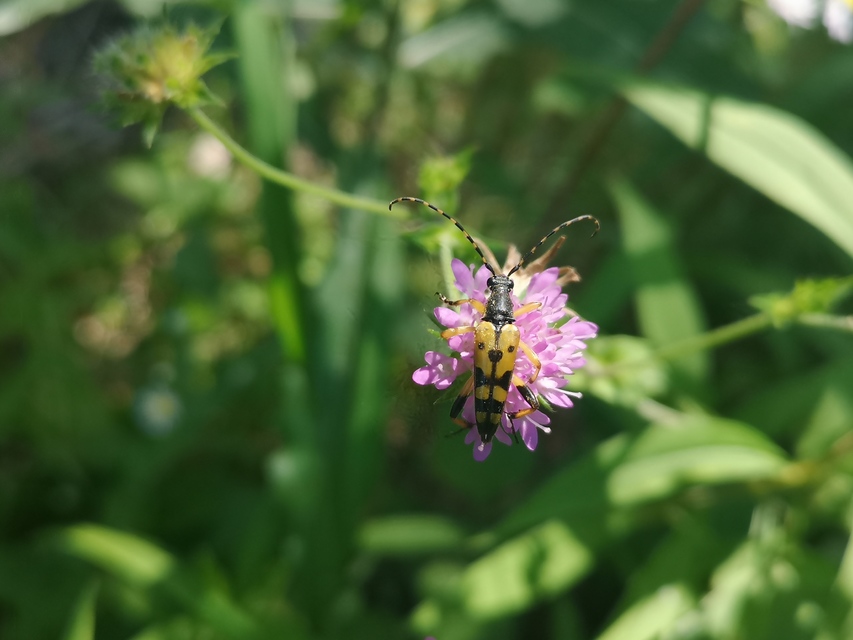 Rutpela maculata - tarkacsápú karcsúcincér