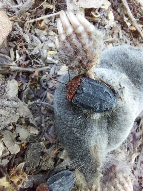 Oiceoptoma thoracicum - vörösnyakú dögbogár