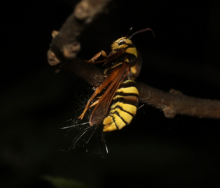 Sesia apiformis - darázslepke