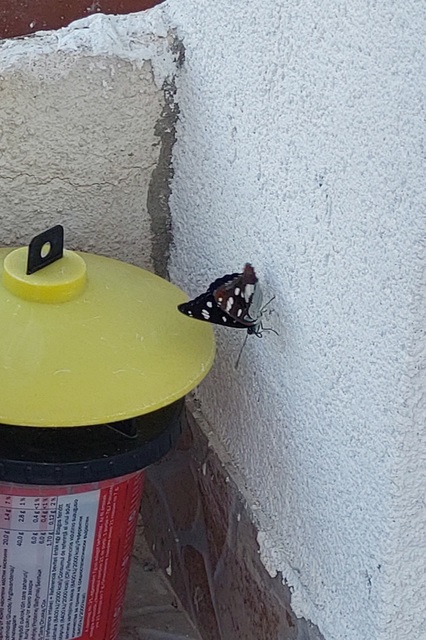 Limenitis reducta - kék lonclepke