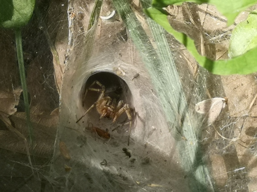 Agelena labyrinthica - illó tölcsérpók