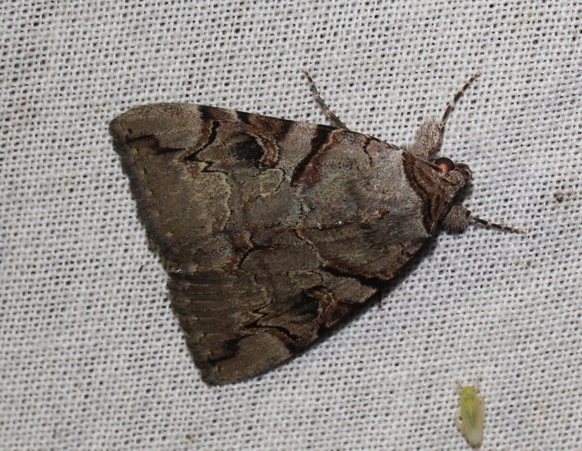 Catocala hymenaea - kökény-övesbagoly