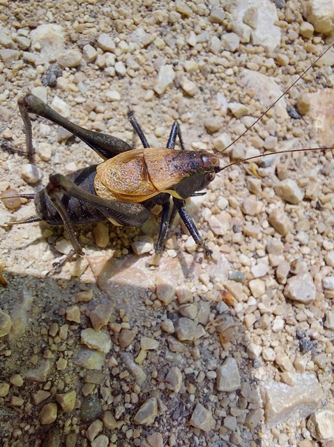 Pholidoptera aptera - nagy avarszöcske