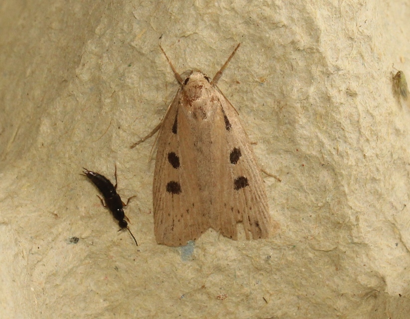 Chilodes maritima - négyfoltos nádibagoly
