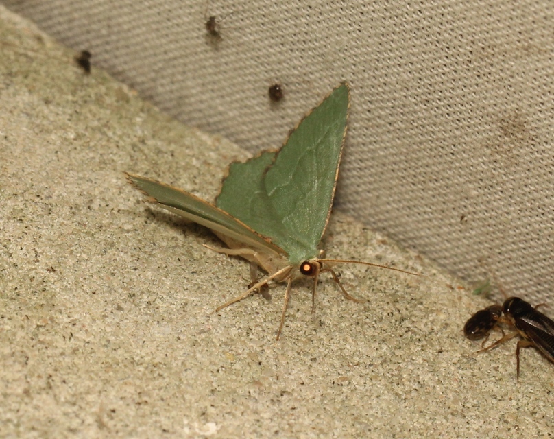 Hemithea aestivaria - nyír-zöldaraszoló