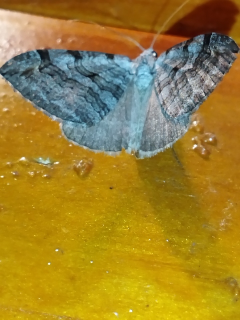 Aplocera efformata/plagiata