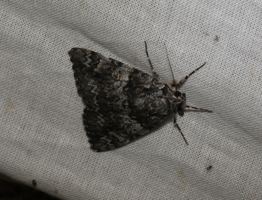 Catocala promissa - kis tölgyfa-övesbagoly