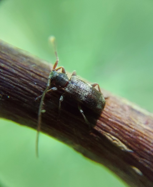 Exocentrus lusitanus - hársfa-rőzsecincér