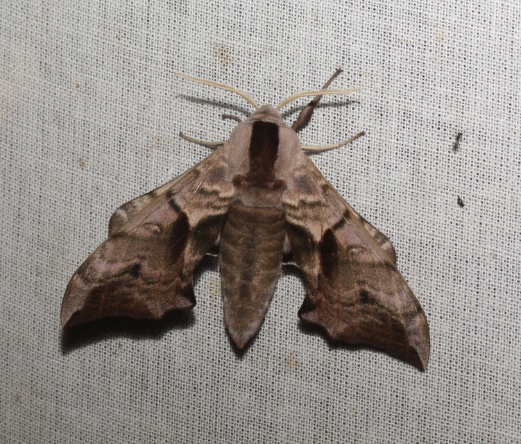 Smerinthus ocellatus - esti pávaszem