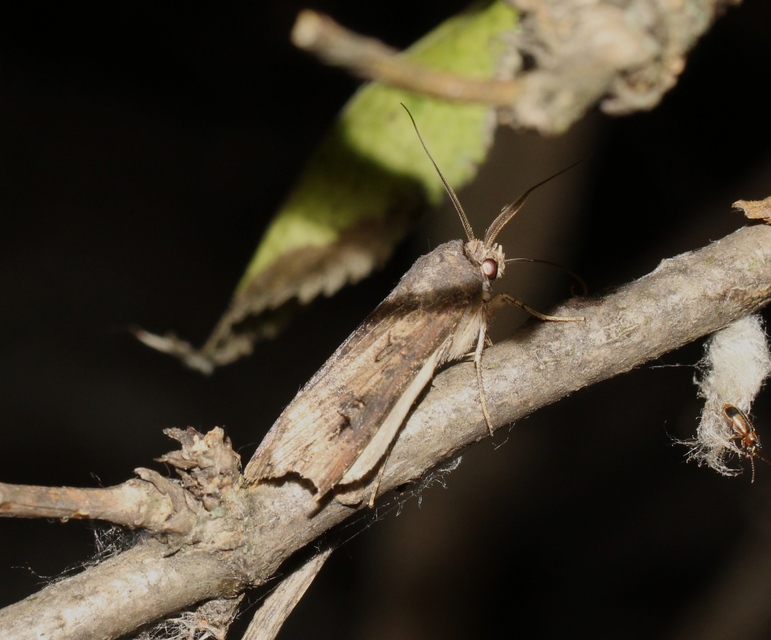 Agrotis ipsilon - nagy földibagoly