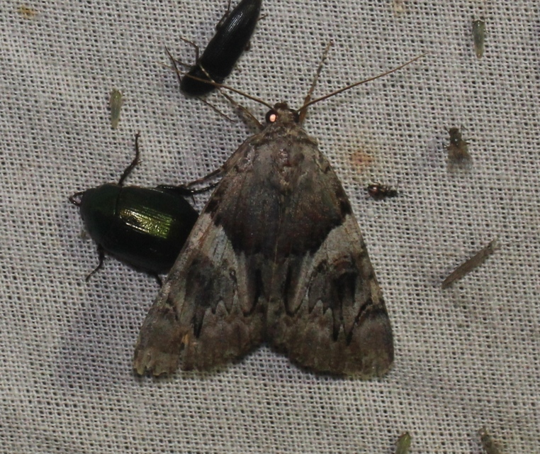 Catocala fulminea - galagonya-övesbagoly