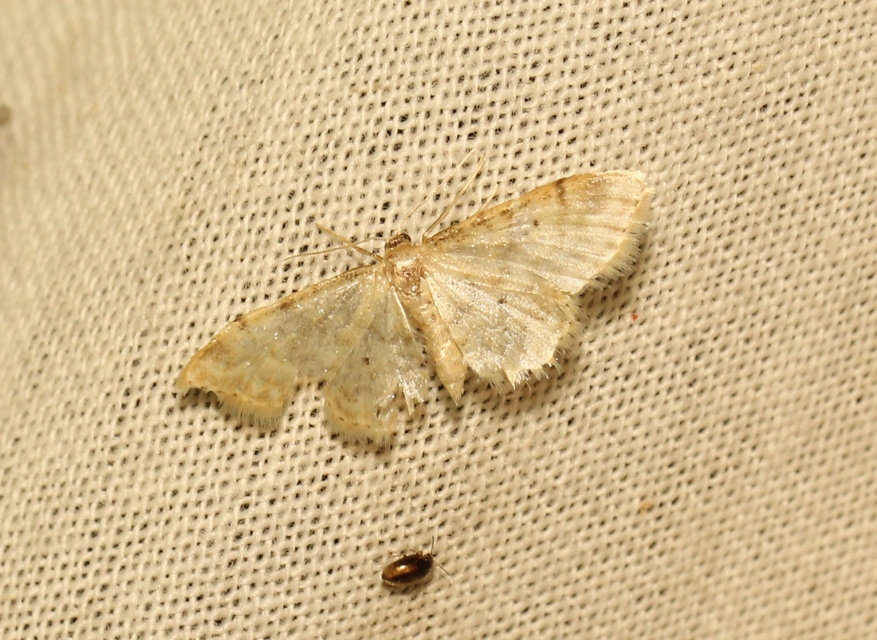 Idaea fuscovenosa - szürkeszélű apróaraszoló