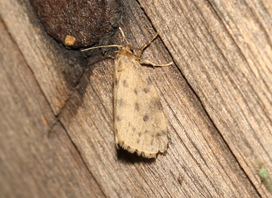 Thumata senex - mocsári medvelepke