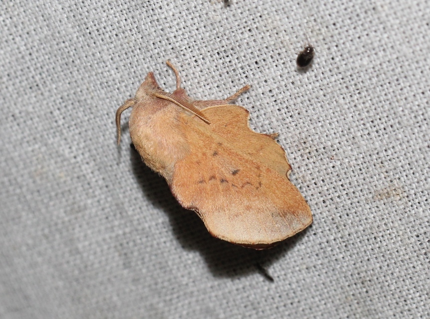 Phyllodesma tremulifolia - nyárlevélpohók