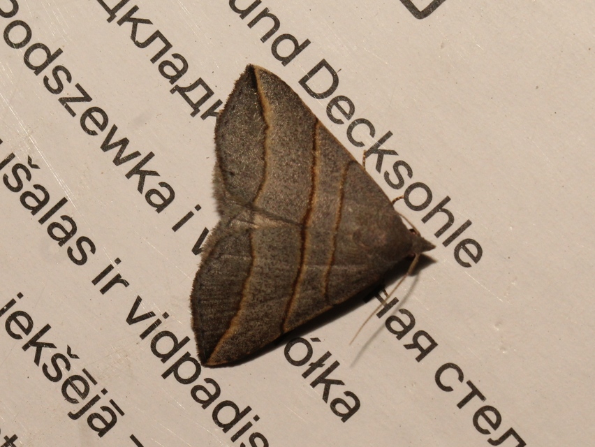 Colobochyla salicalis - háromsávos törpebagoly