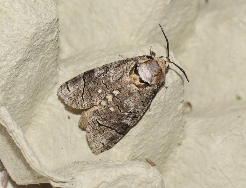 Cossus cossus - fűzfarontólepke
