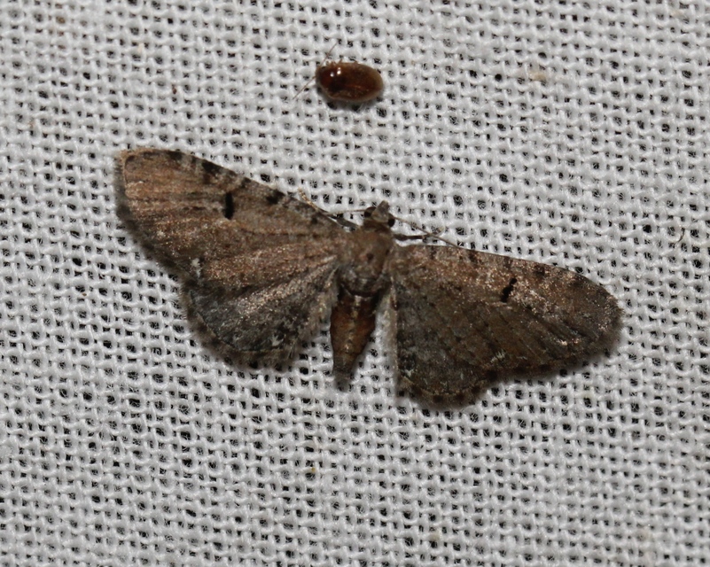 Eupithecia absinthiata - üröm-törpearaszoló
