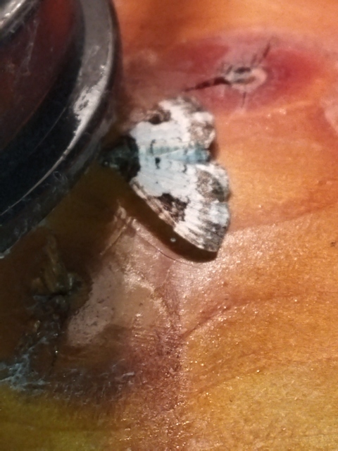 Melanthia procellata - hullámos tarkaaraszoló