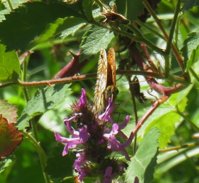 Argynnis adippe - ezüstös gyöngyházlepke
