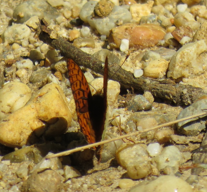 Argynnis adippe - ezüstös gyöngyházlepke
