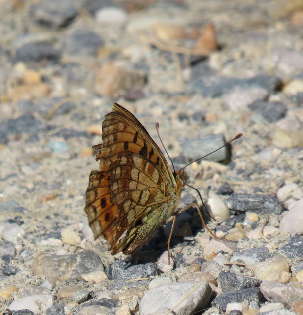 Argynnis adippe - ezüstös gyöngyházlepke