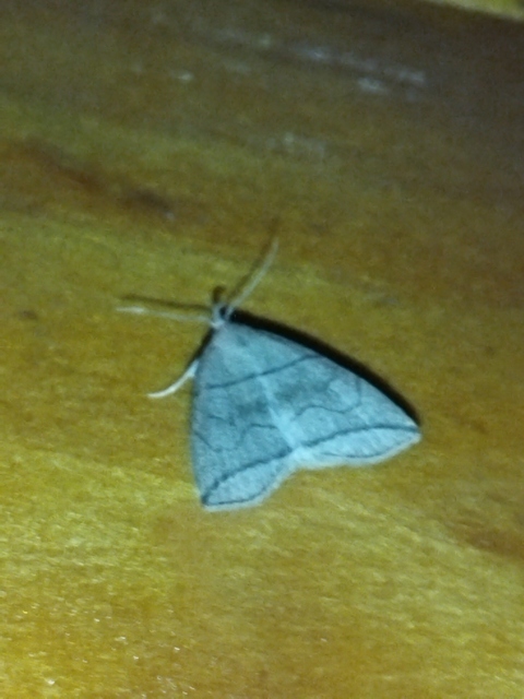 Herminia grisealis - ligeti karcsúbagoly