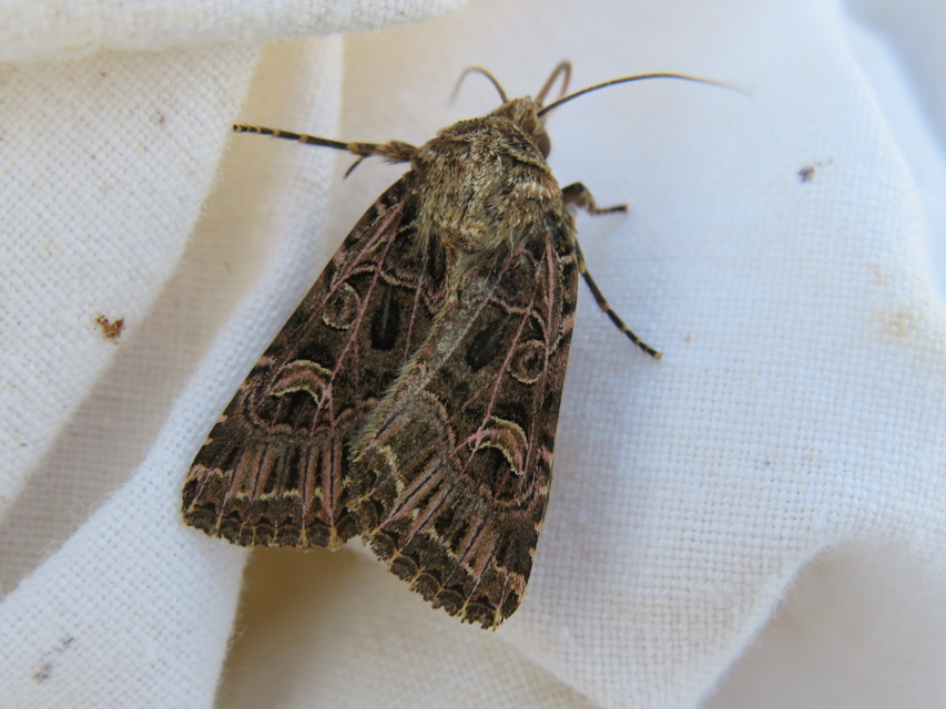 Heliophobus reticulata - fehéreres kertibagoly