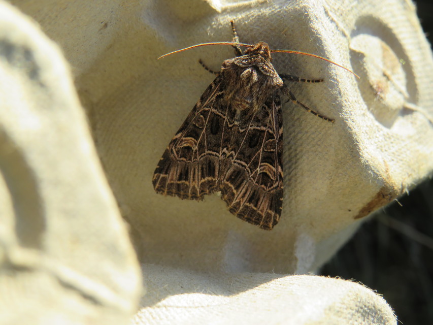 Heliophobus reticulata - fehéreres kertibagoly