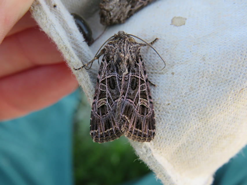 Heliophobus reticulata - fehéreres kertibagoly