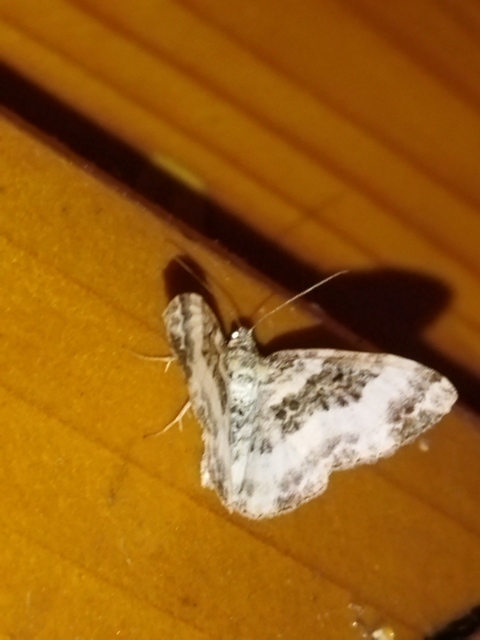 Epirrhoe rivata - ékfoltos tarkaaraszoló