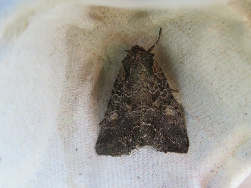Lacanobia amurensis - homoki kertibagoly