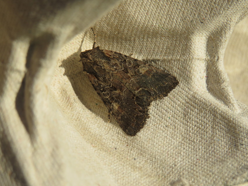 Lacanobia amurensis - homoki kertibagoly