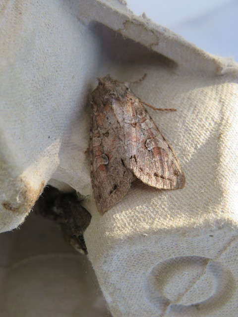 Polia bombycina - palaszürke bagoly