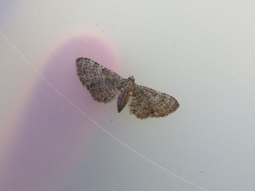Eupithecia haworthiata - rozsdástestű törpearaszoló
