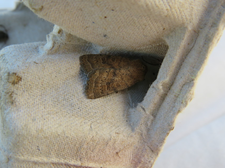 Hoplodrina octogenaria - barna selymesbagoly
