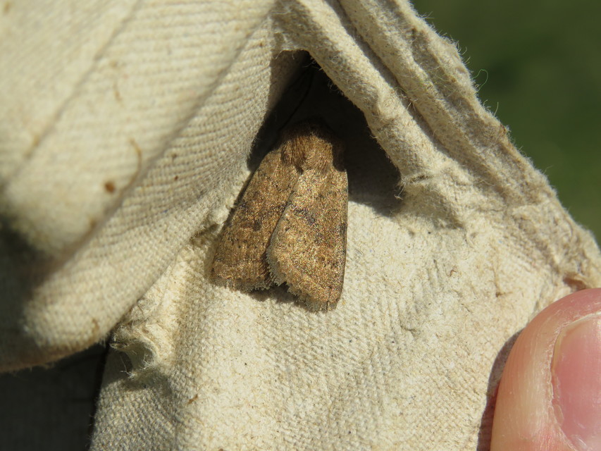 Hoplodrina octogenaria - barna selymesbagoly