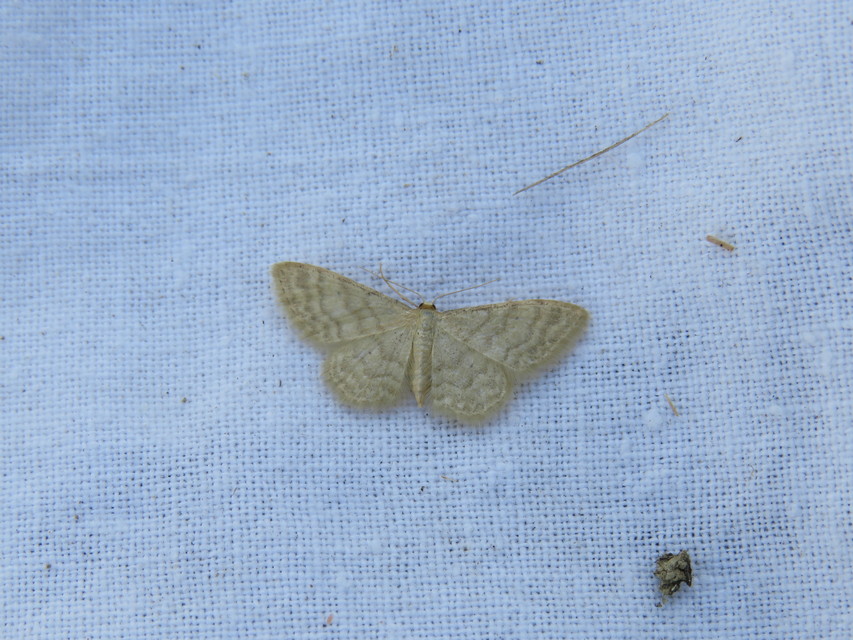 Idaea dilutaria - napvirág-apróaraszoló