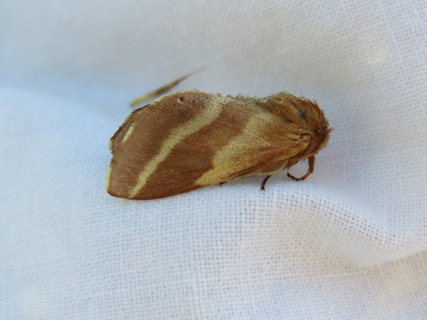 Malacosoma castrensis - kutyatejszövő