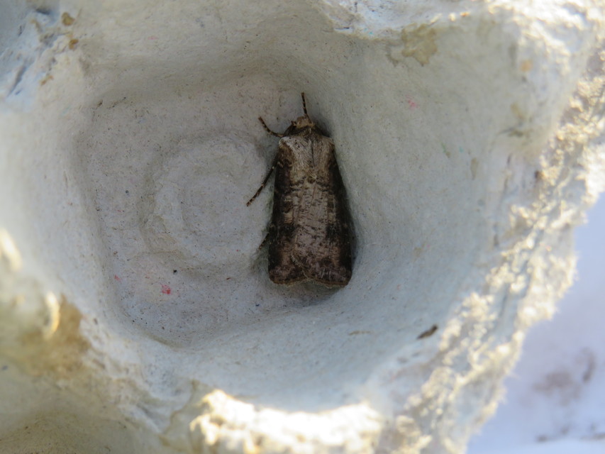 Agrotis clavis - zömök földibagoly