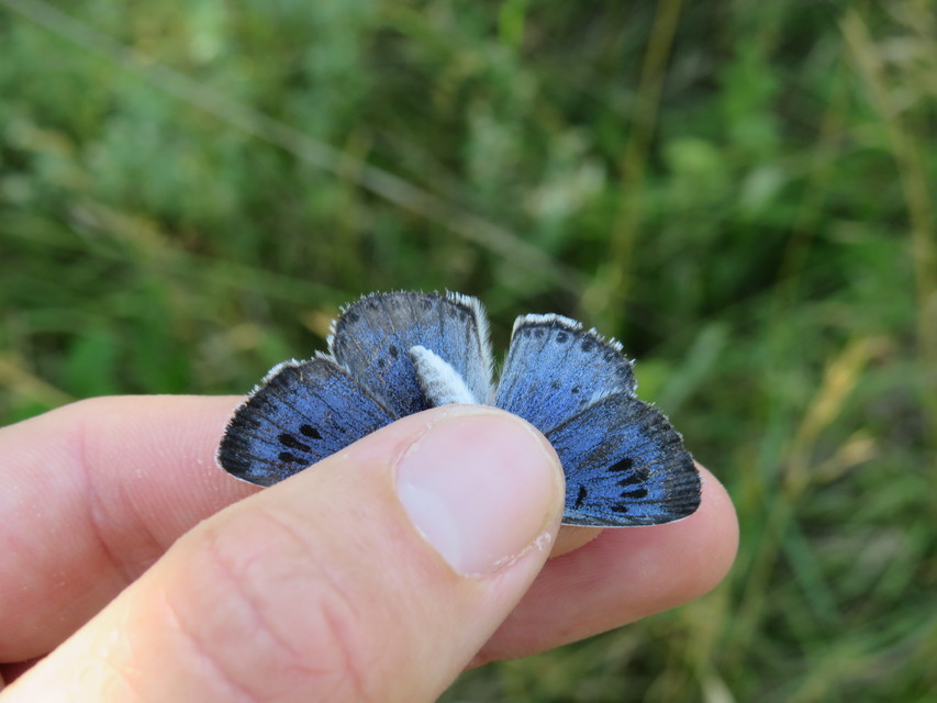 Phengaris arion - nagyfoltú hangyaboglárka